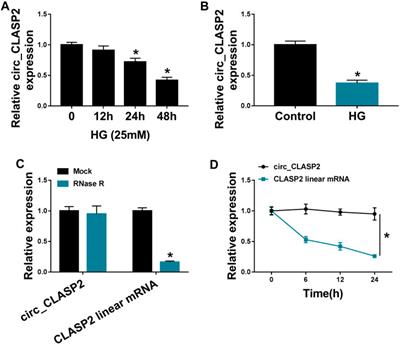 Circ_CLASP2 Regulates High Glucose-Induced Dysfunction of Human Endothelial Cells Through Targeting miR-140-5p/FBXW7 Axis